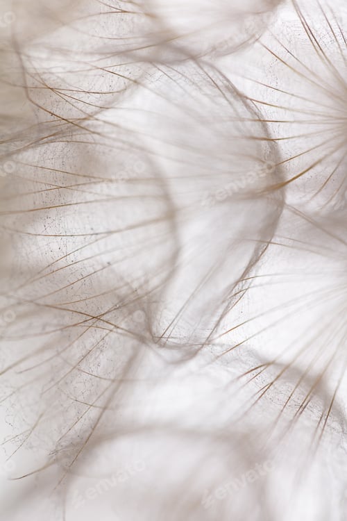 Preview: Abstract dandelion macro flower background. Seed macro closeup. Soft focus