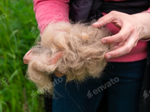 Preview: Long shedding dog's coat on comb for pets closeup in girl's hands outdoor. Excess hair loss care