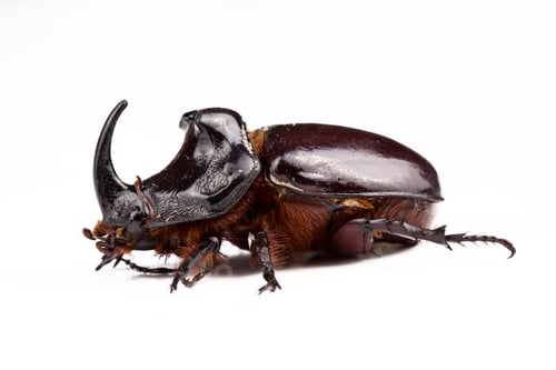 Preview: Oryctes nasicornis on the white background