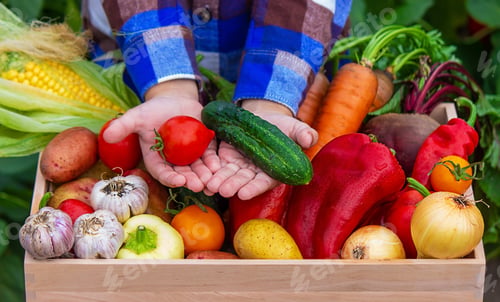 Preview: A child holds freshly picked vegetables in his hands. Vegetables in a box.