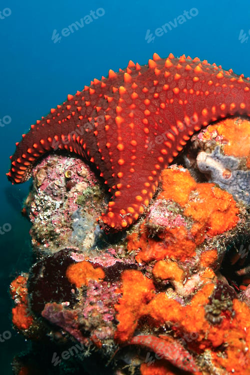 Preview: Starfish, Galápagos National Park