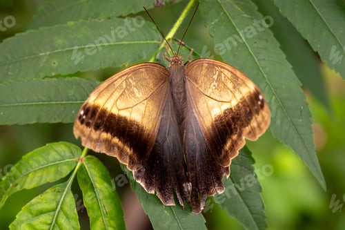 Preview: Wonderful butterfly Siproeta stelenes as arthropod species.