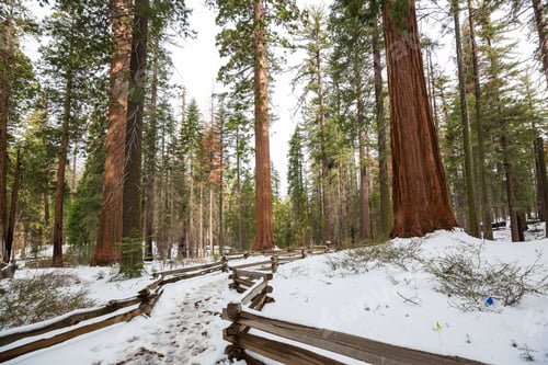 Preview: Sequoia
