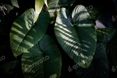 Preview: show fresh green leaves background create a vibrant tropical forest