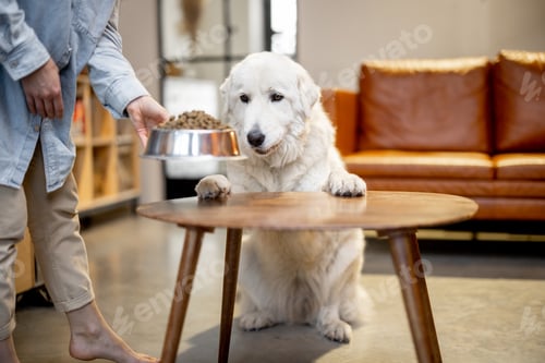 Preview: Woman feeding a dog at home