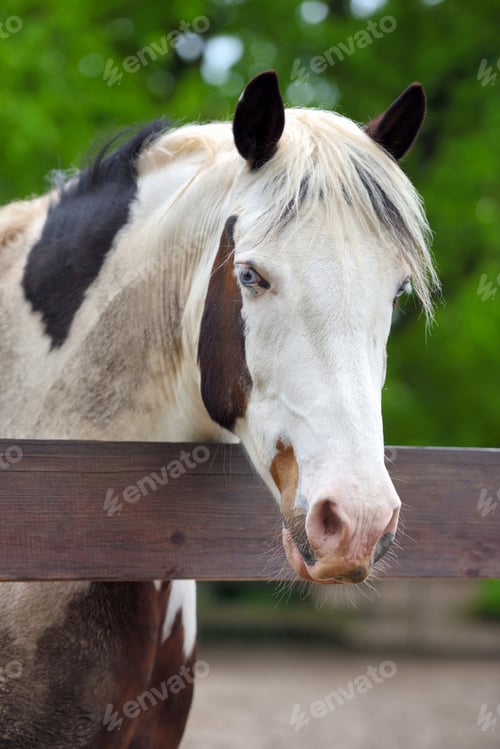 Preview: Portrait of a horse with blue eyes