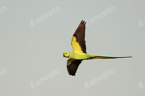 Preview: Brightly colored parakeet in flight, its wings spread wide against a gray sky