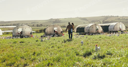 Preview: Agriculture, father and girl on chicken farm for holiday, adventure and vacation in countryside. Fa