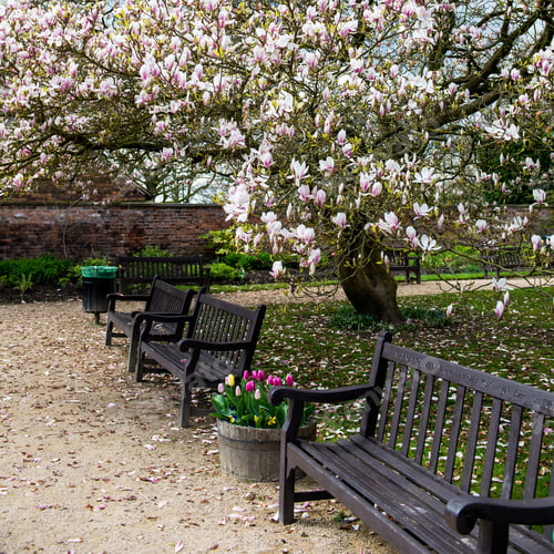 Preview: Light Pink Magnolia Tree in English Garden