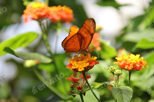 Preview: Selective focus shot of orange butterfly on flower