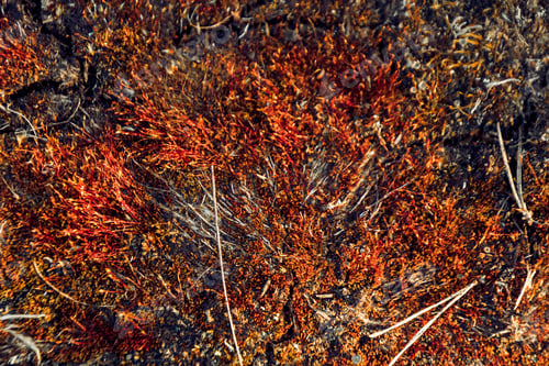Preview: Closeup shot of ground of the forest with dry branches and leaves, a beautiful fall background