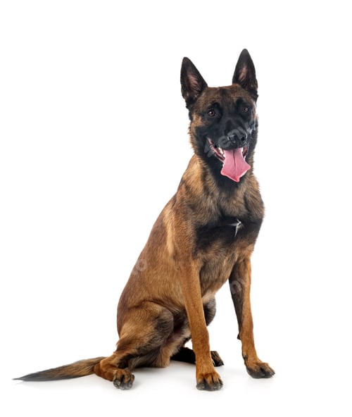 Preview: malinois in studio