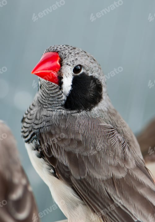 Preview: Zebra Finch