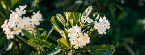 Preview: Blooming White Flowers Of Plumeria In Garden. UAE