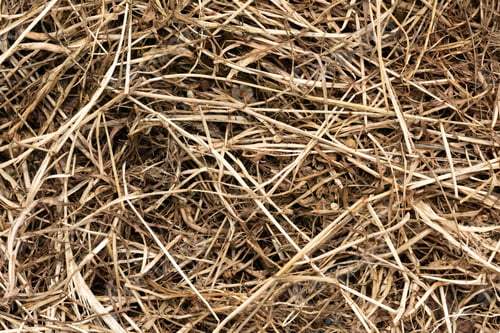 Preview: Dry hay background, top view
