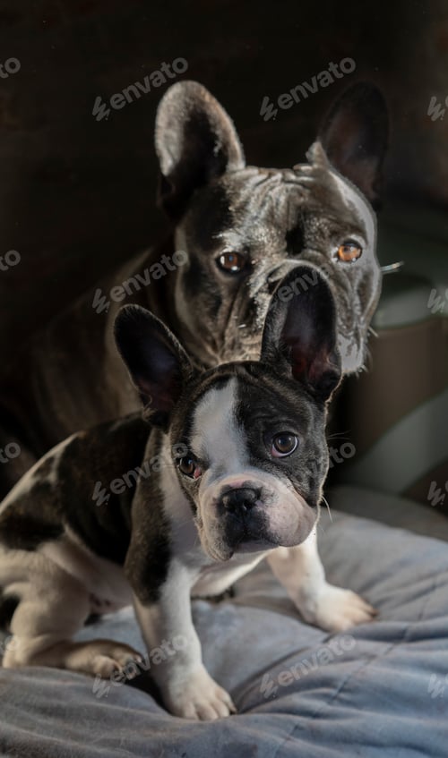 Preview: Adult and puppy French bulldogs looking at camera