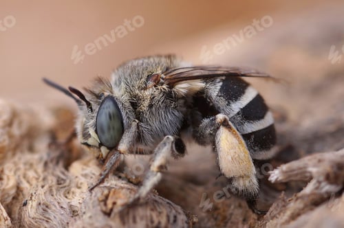 Preview: Closeup on a cute White-cheeked banded digger bee, Amegilla albigena , Gard, France