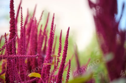 Preview: Indian red amaranth plant growing in summer garden.