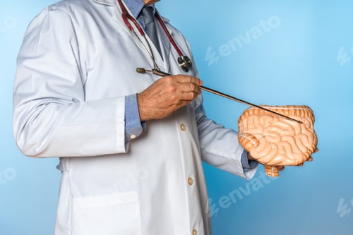 Preview: unrecognizable doctor pointing out the intestines of an anatomical model