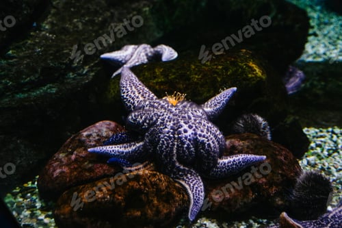 Preview: Inhabitants of the sea world in the aquarium.