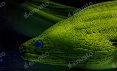 Preview: Underwater shot of fish Gymnothorax funebris