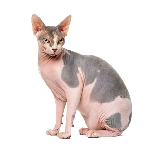 Preview: Sphynx (1 year old)