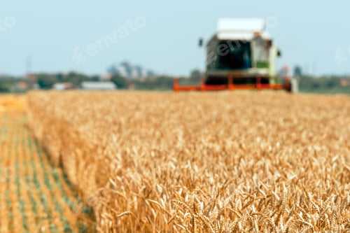 Preview: Combine harvester machine harvesting ripe wheat crops