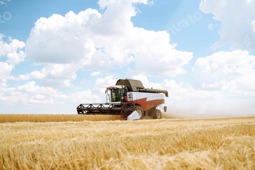 Preview: Modern industrial combine harvester harvests wheat cereals. Grain harvester. Time to harvest!