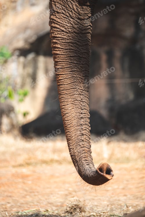 Preview: wild animal mammal elephant with trunk towards upside elevated walking and finding food in forest