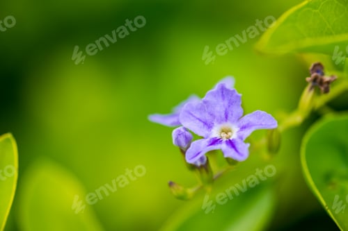 Preview: Purple blooming flower on blurred green background
