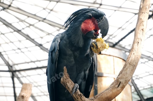 Preview: Black Palm Cockatoo Stand on Tree Branch While Eating Corn