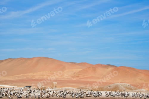 Preview: Pelicans on the rocks on Ballestas Islands, Paracas, Peru