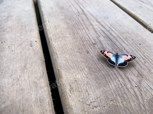 Preview: Delicate Butterfly on Weathered Wooden Decking