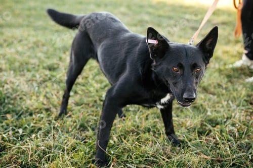 Preview: Cute dog walking with volunteer in grass in green park