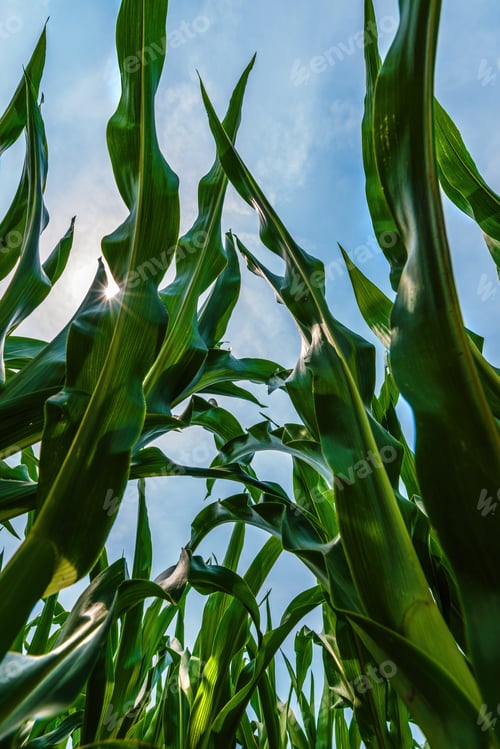 Preview: Low angle view of lush green corn crop reaching up high to the blue sky in agricultural field