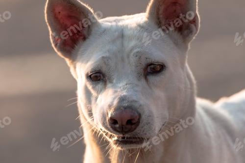 Preview: Closeup shot of a sad white formosan mountain dog on a blurred background