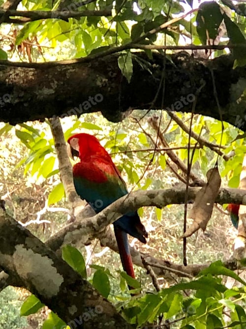 Preview: bird, parrot, Scarlet, Macaw