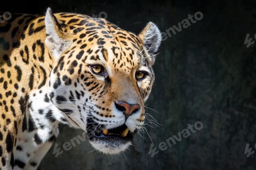 Preview: close up of a jaguar (Panthera Onca)