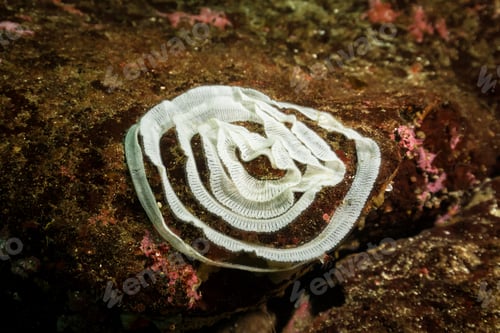 Preview: Reproduction Eggs of Sealife