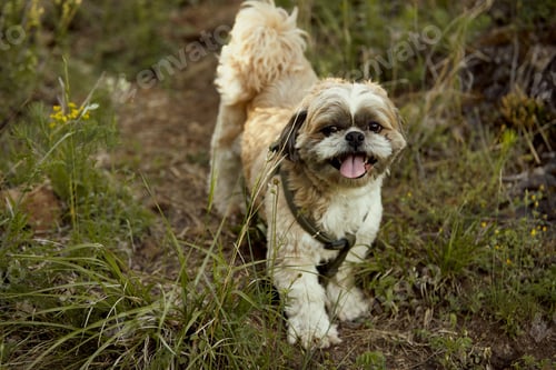 Preview: Cute dog among grass in nature looking at camera.