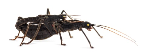 Preview: Couple of a Golden-eyed Stick Insect, Peruphasma schultei, isolated on white