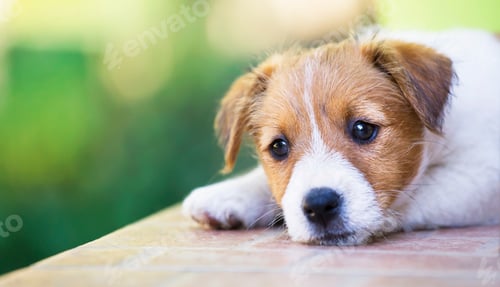 Preview: Adorable cute puppy thinking - dog therapy concept