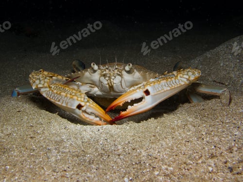 Preview: Invasive blue swimming crab from the Mediterranean Sea