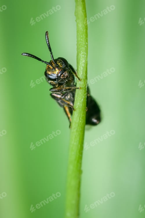 Preview: Bee hiding behind a grass branch