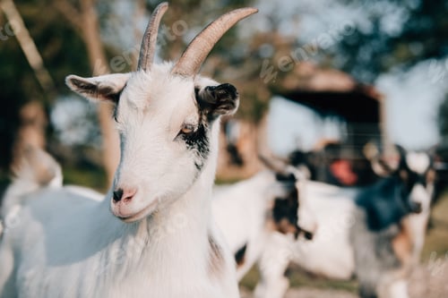 Preview: Goats on a rural farm