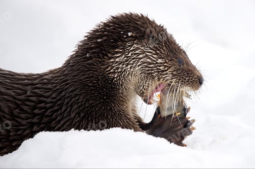Preview: Closeup of a North American river otter eating fish in a forest covered in the snow in Belarus