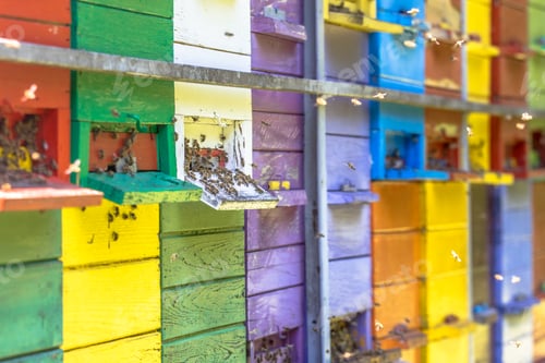 Preview: Swarm of Bees flying in front of Colorful beehive