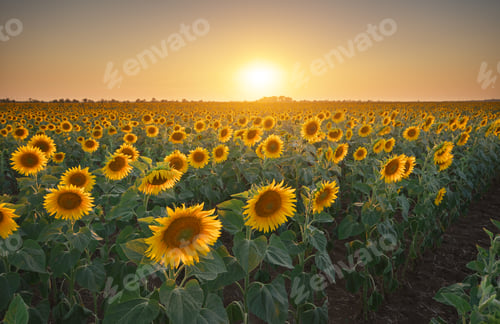 Preview: Meadow of sunflower at sunset