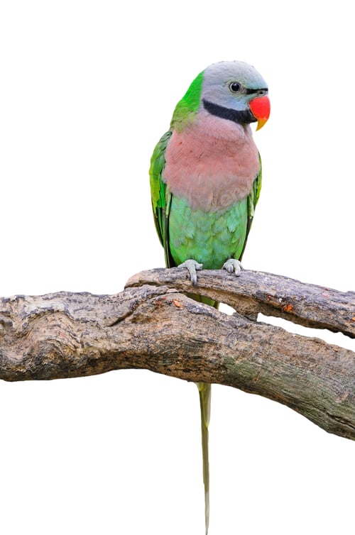 Preview: Red-breasted Parakeet