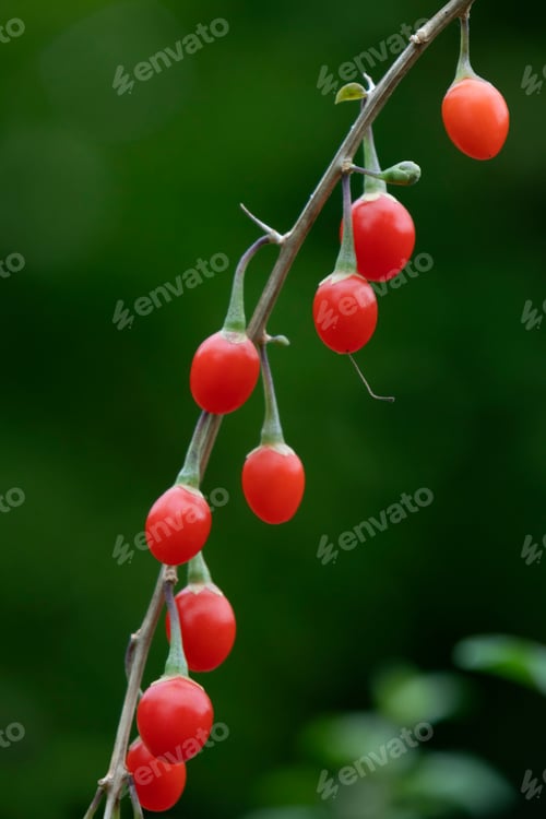 Vista previa: Fresh red goji berries on a plant close up